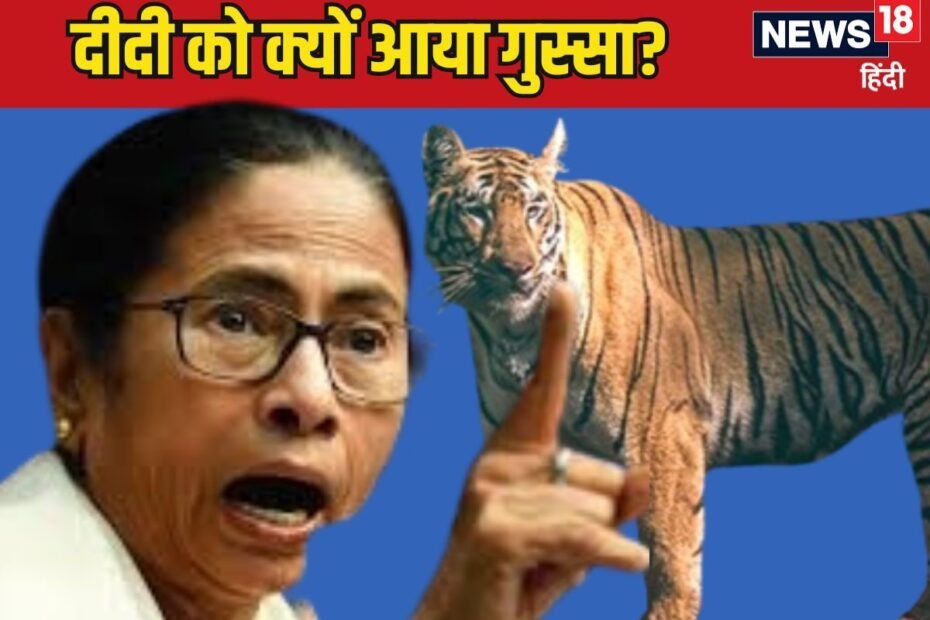 ‘जीनत’ पर क्यों लाल-पीला हो रहीं ममता, कैसे 300KM दूर पहुंची बाघिन? जानिए सब ‘जीनत’ पर क्यों लाल-पीला हो रहीं ममता, कैसे 300KM दूर पहुंची बाघिन? जानिए सब