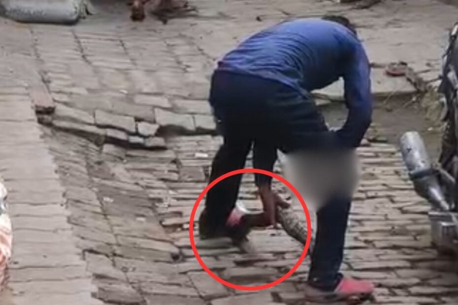 यूपी: शख्स ने अजगर को बीच से फाड़ दिया, बेरहमी से चाकू से काटते हुए VIDEO वायरल यूपी: शख्स ने अजगर को बीच से फाड़ दिया, बेरहमी से चाकू से काटते हुए VIDEO वायरल